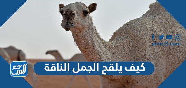 كيف يلقح الجمل الناقة