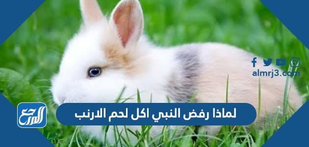 لماذا رفض النبي اكل لحم الارنب