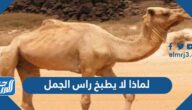 لماذا لا يطبخ راس الجمل