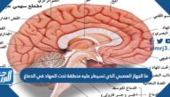 ما الجهاز العصبي الذي تسيطر عليه منطقة تحت المهاد في الدماغ