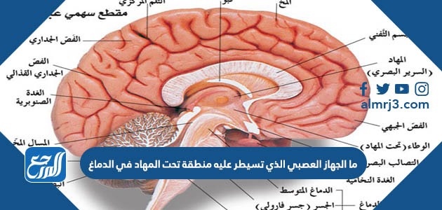 ما الجهاز العصبي الذي تسيطر عليه منطقة تحت المهاد في الدماغ