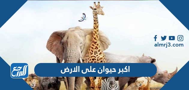 اكبر حيوان على الارض