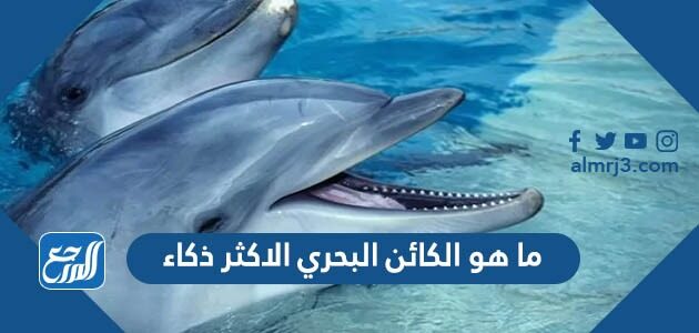 ما هو الكائن البحري الاكثر ذكاء