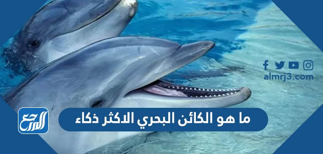 ما هو الكائن البحري الاكثر ذكاء