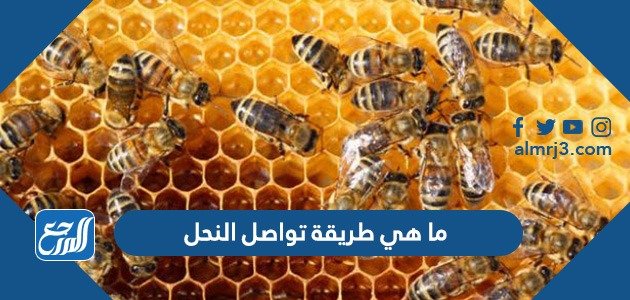 ما هي طريقة تواصل النحل