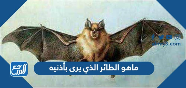 ماهو الطائر الذي يرى بأذنيه من 6 حروف