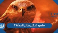 ماهو شكل طائر الحدأة ؟ معلومات عن طائر الحدأة بالصور