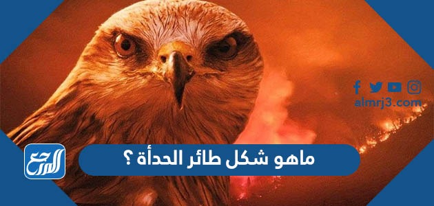 ماهو شكل طائر الحدأة ؟