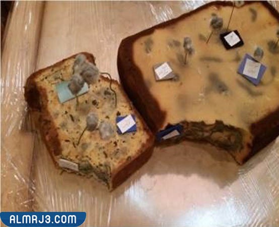 مشروع الخامات البيئية