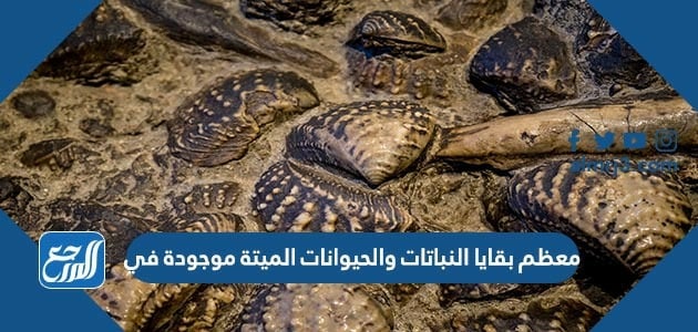 معظم بقايا النباتات والحيوانات الميتة موجودة في