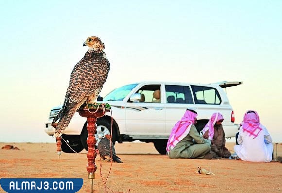 معنى طير شلوى