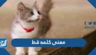 معنى كلمه قط