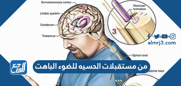 من مستقبلات الحسيه للضوء الباهت