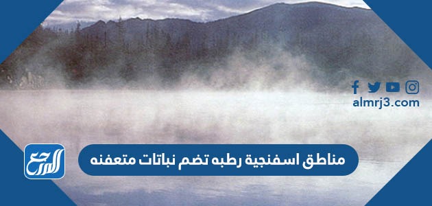 مناطق اسفنجية رطبه تضم نباتات متعفنه