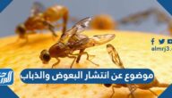 موضوع عن انتشار البعوض والذباب