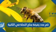 كم عدد رفرفة جناح النحلة في الثانية
