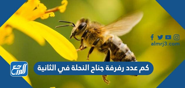 كم عدد رفرفة جناح النحلة في الثانية