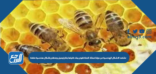 نشاهد الاشكال الهندسية من حولنا فمثلا النحلة تقوم ببناء خلاياها بتكرارجميل ومنظم باشكال هندسية متقنة