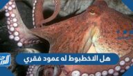هل الاخطبوط له عمود فقري