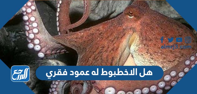 هل الاخطبوط له عمود فقري