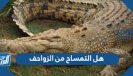 هل التمساح من الزواحف