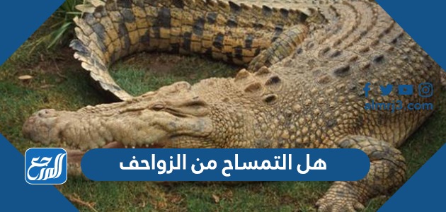 هل التمساح من الزواحف