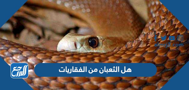 هل الثعبان من الفقاريات