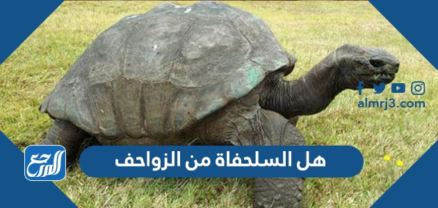 هل السلحفاة من الزواحف