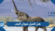 هل الفيل حيوان أليف