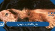 هل الكلاب تحيض