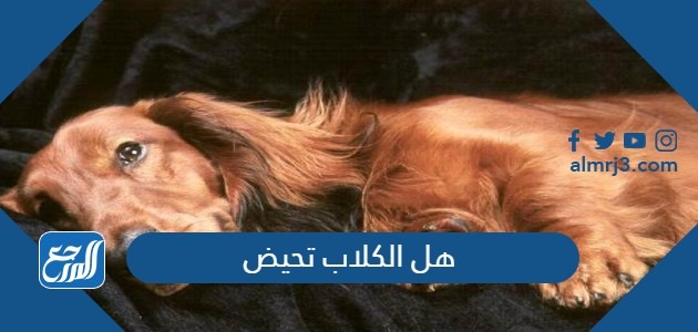 هل الكلاب تحيض