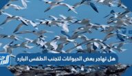 هل تهاجر بعض الحيوانات لتجنب الطقس البارد