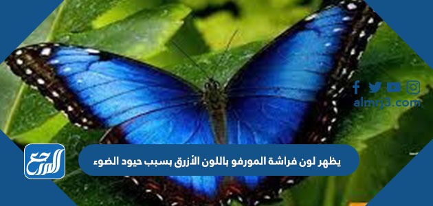 يظهر لون فراشة المورفو باللون الأزرق بسبب حيود الضوء