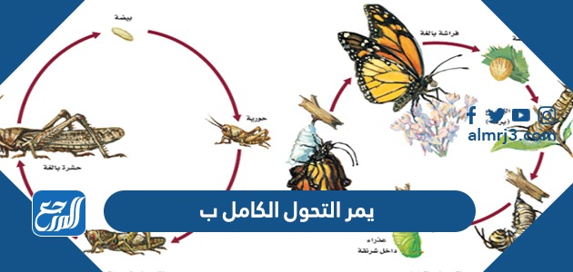 يمر التحول الكامل ب