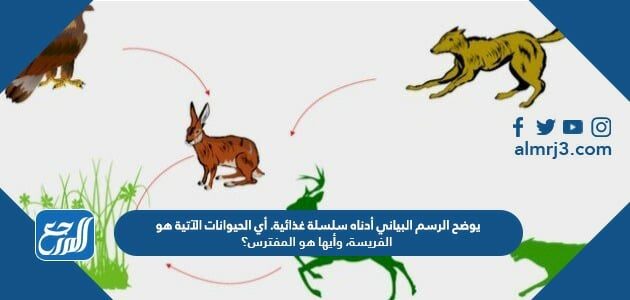 يوضح الرسم البياني أدناه سلسلة غذائية. أي الحيوانات الآتية هو الفريسة، وأيها هو المفترس؟