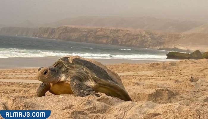   محمية السلاحف في عُمان