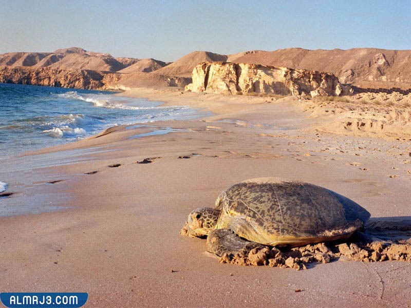 محمية السلاحف في عُمان