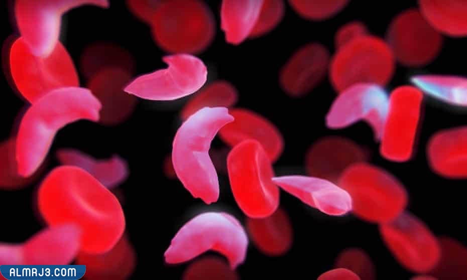كم عدد خلايا الحمراء التي تنتجها الجسم في اليوم الواحد 
