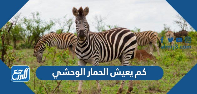 كم يعيش الحمار الوحشي