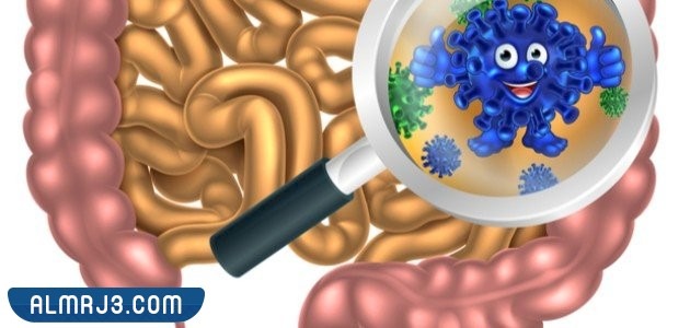 ما هي البكتيريا النافعة؟