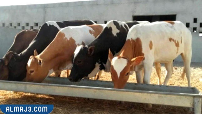 أسماء البقر حسب العمر