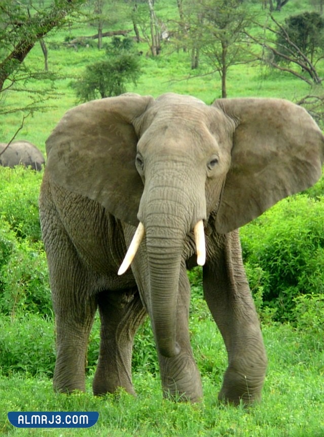 أضخم حيوان بري في العالم