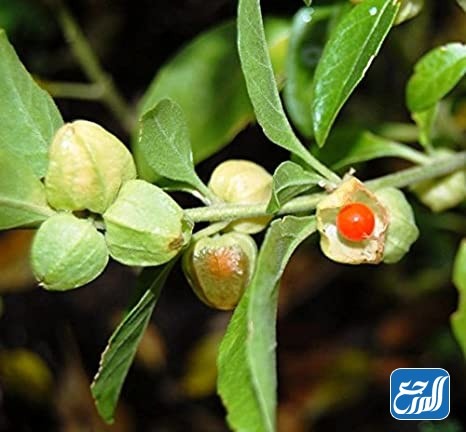 أضرار عشبة الاشواجندا على الصحة