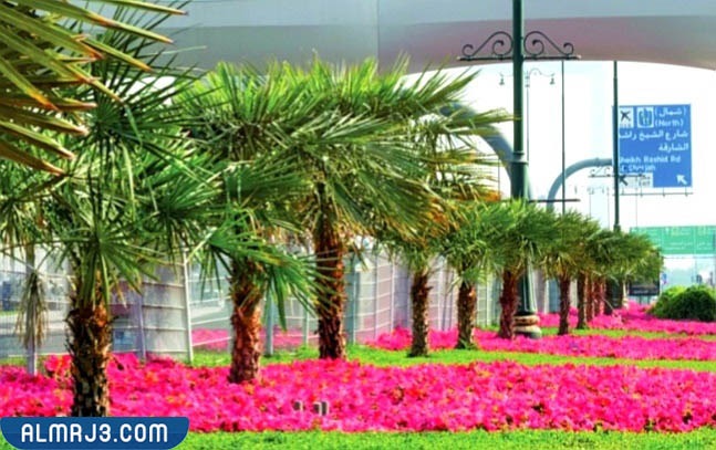 أهمية النباتات الحولية