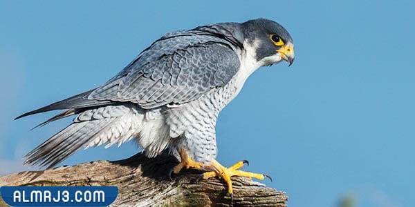 أسرع طائر في العالم