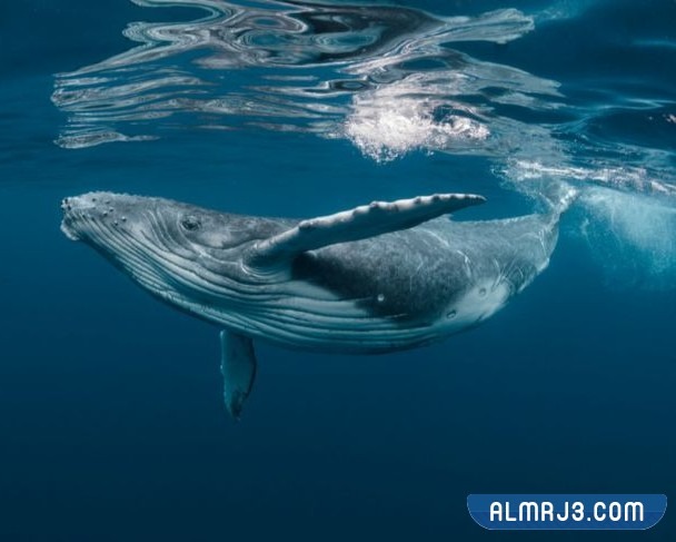 التصنيف العلمي للحوت الأزرق