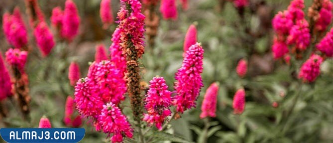 الحوليات الشتوية