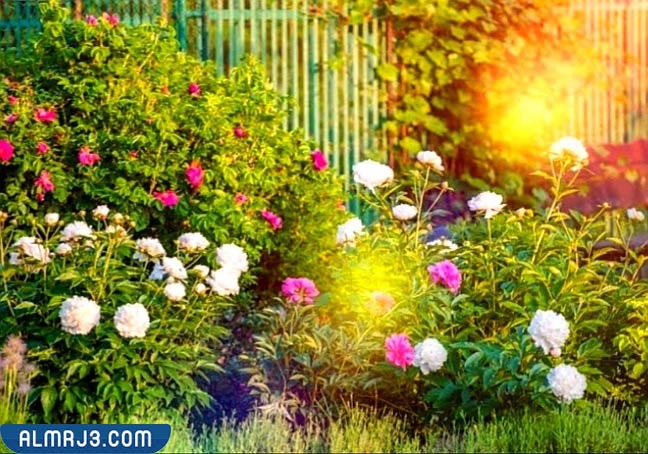 الحوليات الصيفية