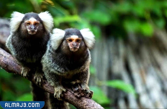 الصفات الجسدية للقرود