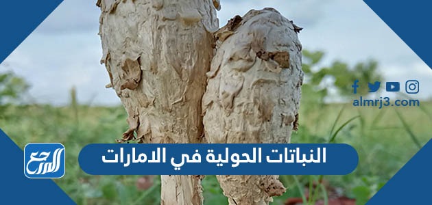 النباتات الحولية في الامارات